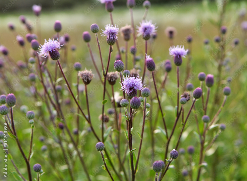 Obraz premium Cirsium arvense grows and blooms among herbs