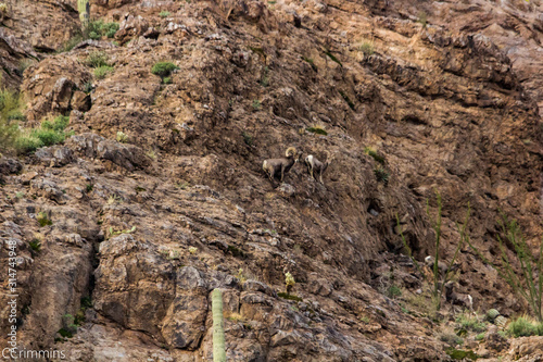 Desert bighorn sheep © curtis