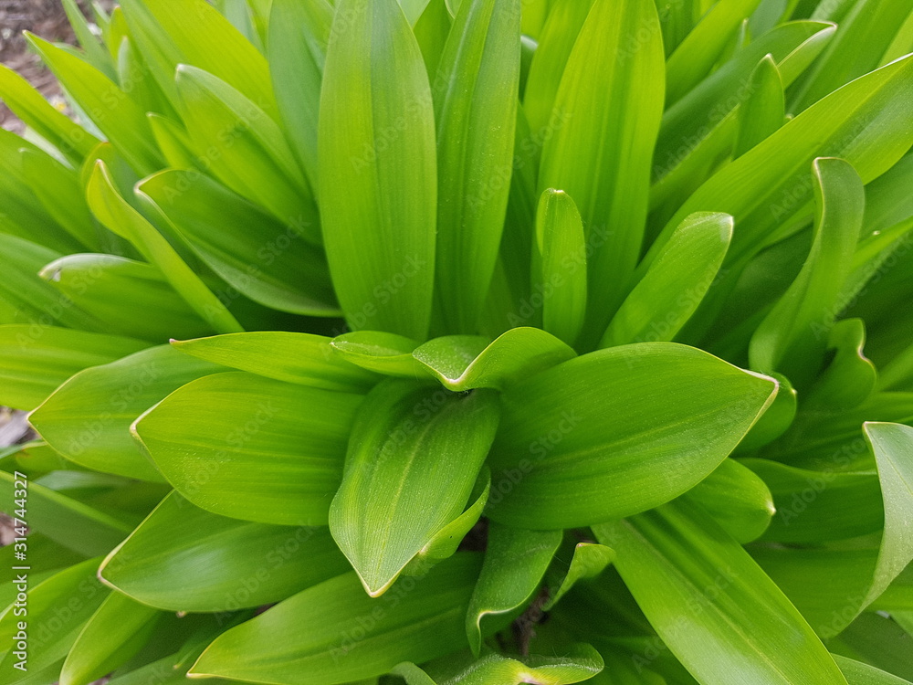 Obraz premium Long and narrow green leaves on a flower bed on a spring day