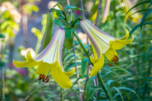 Lilium Golden Splendor (Trumpet Lily)