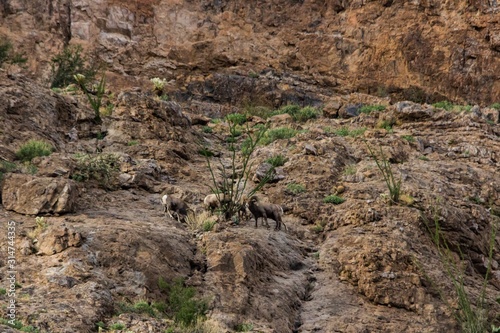 Bighorn gathering