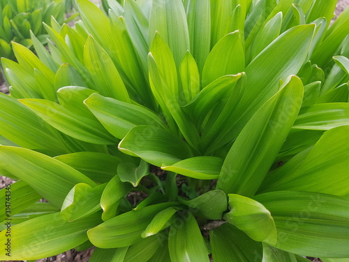 Long and narrow green leaves on a flower bed on a spring day