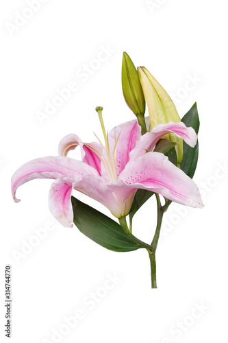 Flowers Isolated on White Background with clipping path. There are Pink lily.