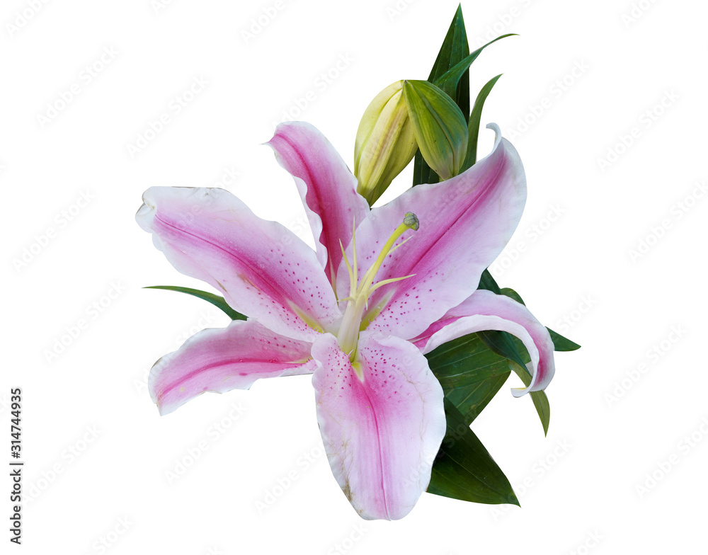 Flowers Isolated on White Background with clipping path. There are Pink lily. Flowers Isolated on White Background with clipping path. There are Pink lily.