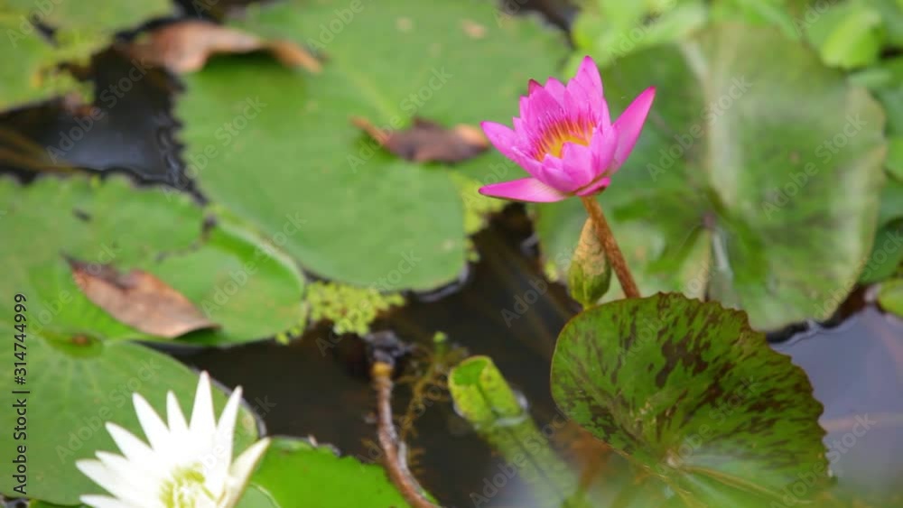 lotus flower in the water lotus flower in the water