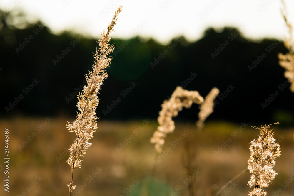 Simple photo of grass seed head, Simple elegant photo of grass seeds, artistic photo of grass seed heads Simple photo of grass seed head, Simple elegant photo of grass seeds, artistic photo of grass seed heads