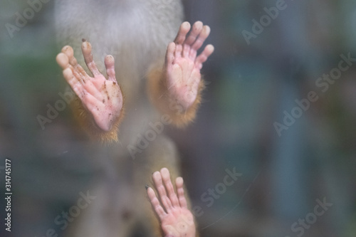 Photography Squirrel monkey behind glass at Newquay ZOO