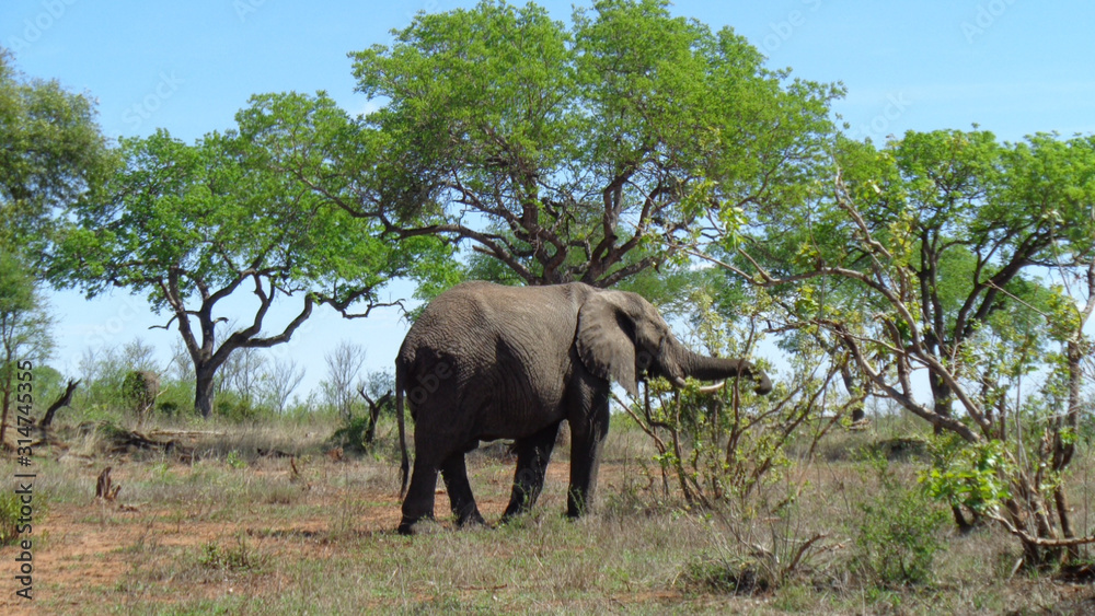 an elephant in south africa