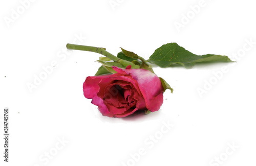 Flowers Isolated on White Background  with clipping path. There are red  pink rose.