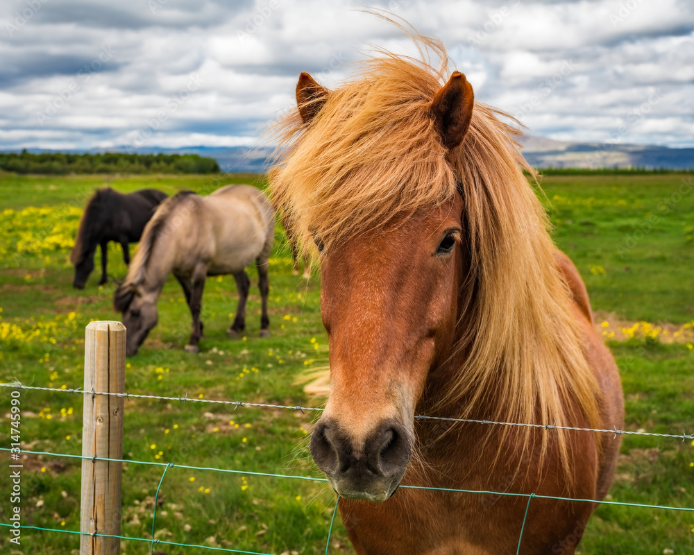 Iceland - Curious Horse Coming to the Fence - Stokkseyri