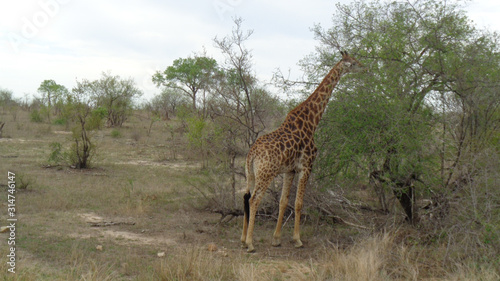 a giraffe in south africa