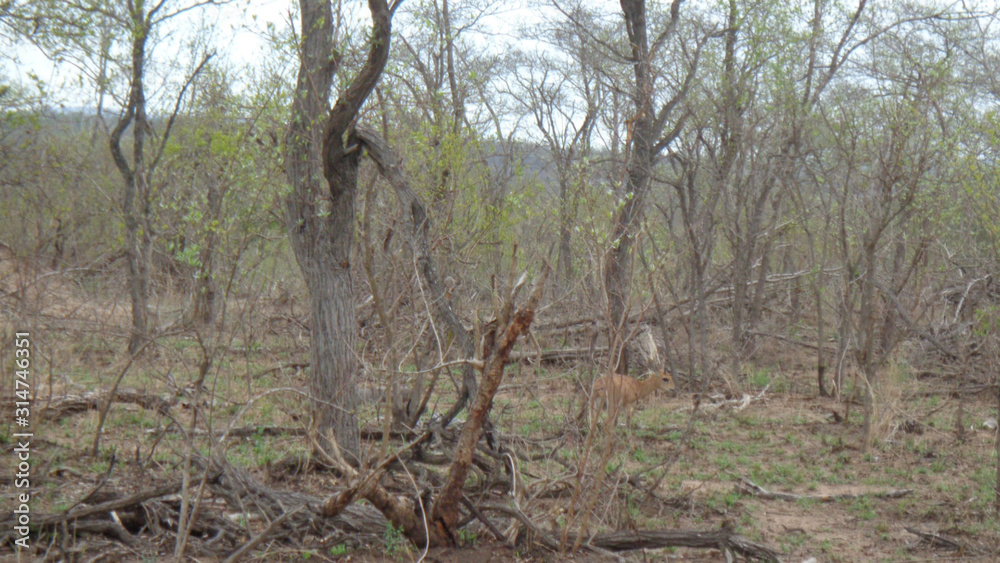 wild monkeys in south africa