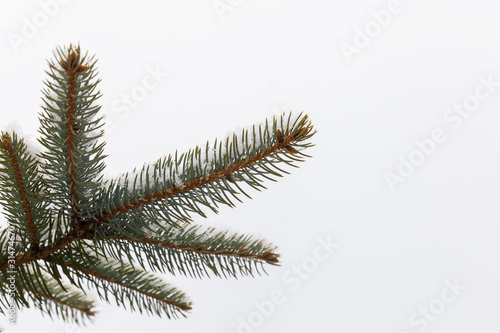 Branches of spruce covered ...