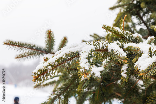 Branches of spruce covered ...