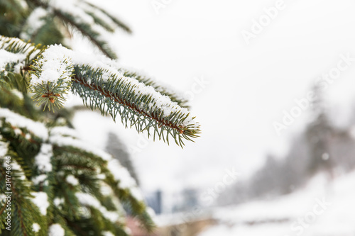 Branches of spruce covered ...