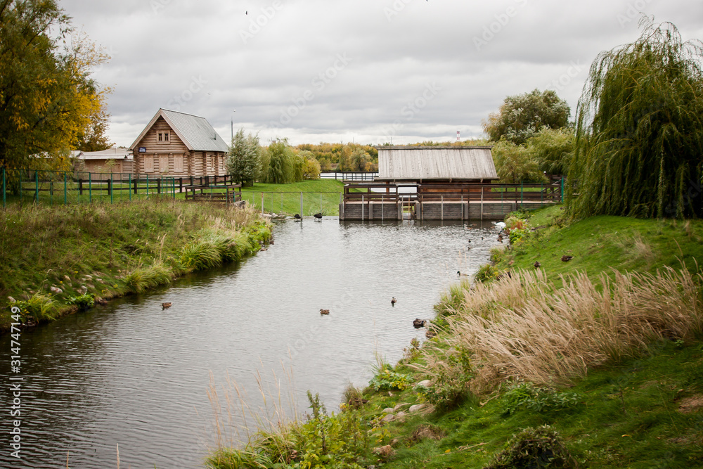 large number of ducks on the river in a city park, green landscape, gray sky