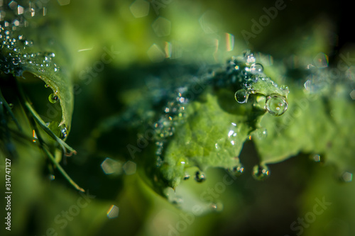 juicy healthy greens with dew drops in the garden. organic salad greens © KseniyaK