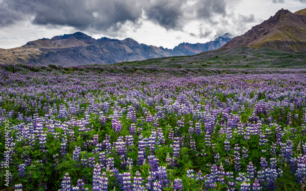 Iceland - Purple Nootka Covering Valley Floor