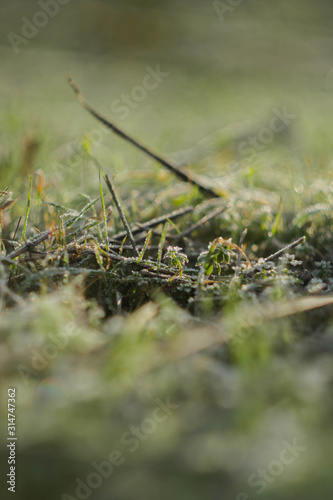 Green grass meadow sun rays. Vertical orientation. Early spring wallpaper. Nature outdoors background.