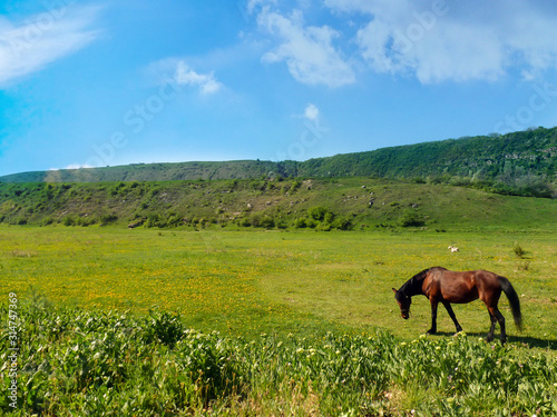 A horse grazes in a meadow against a blue sky.