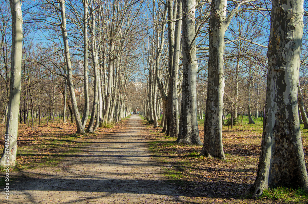 path with trees in winter at the Casa de Campo in Madrid. Spain path with trees in winter at the Casa de Campo in Madrid. Spain