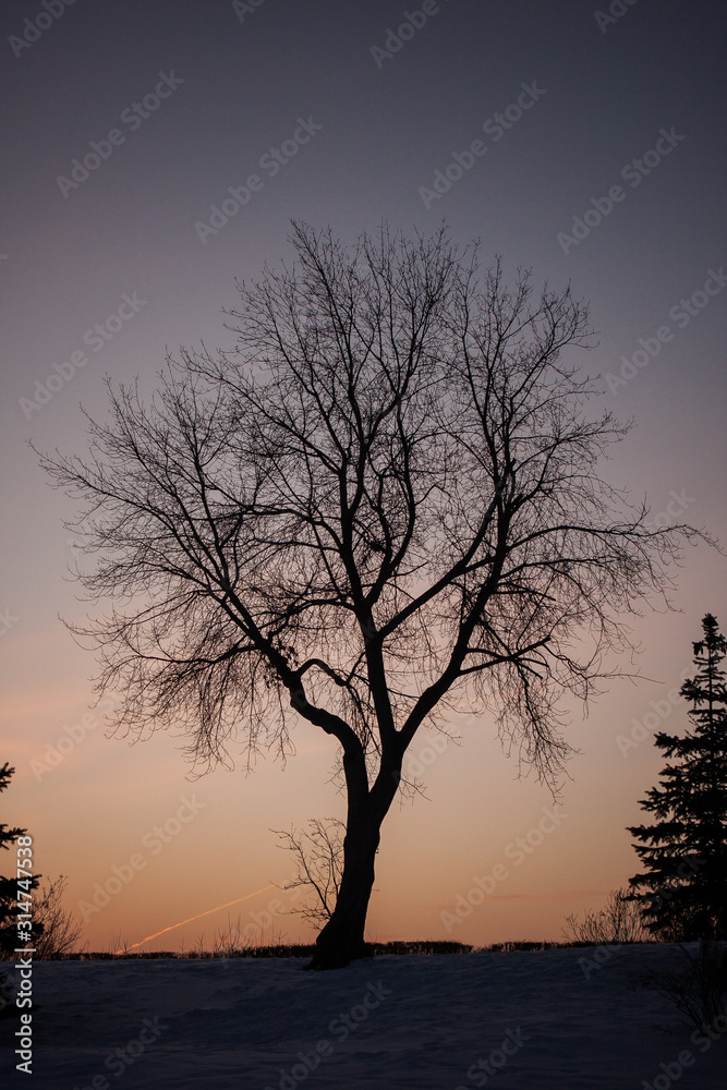lonely tree at sunset. the red sun sets in a gray-pink haze. winter pastel landscape. honey sunset