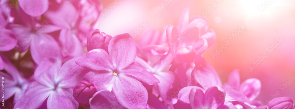 Springtime bunches of lilac blossoms on branches