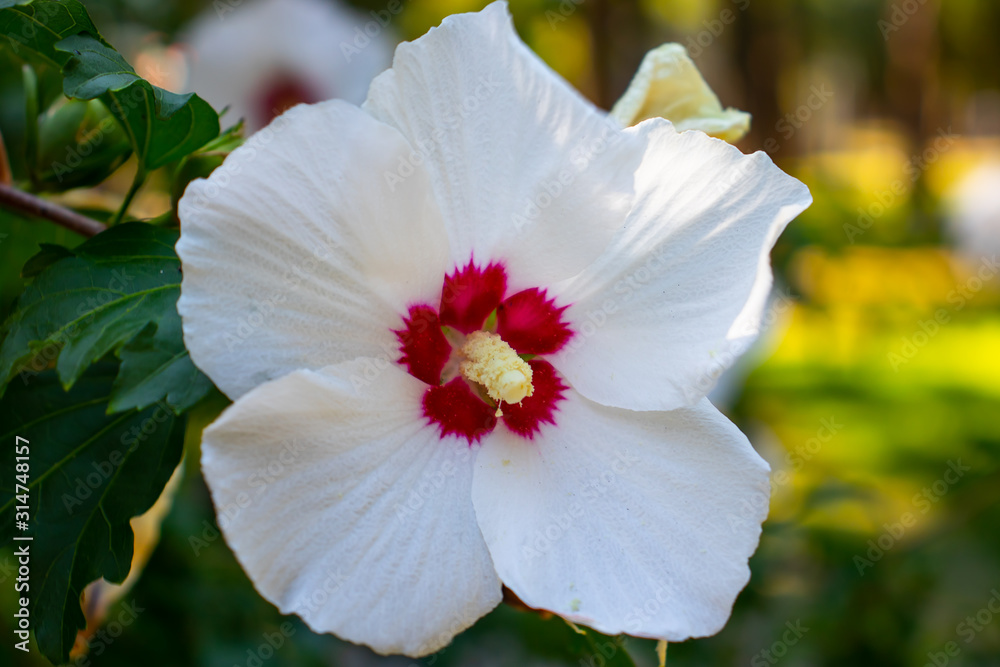 White Chinese Hibiscus or Chinese Rose Flower White Chinese Hibiscus or Chinese Rose Flower