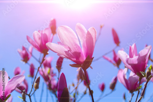 Pink magnolia flower.