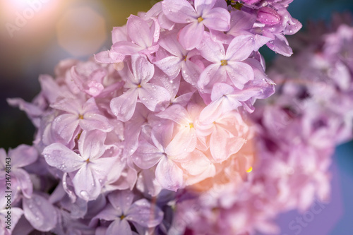 Springtime bunches of lilac blossoms on branches