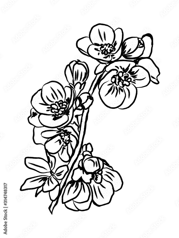 Fototapeta premium Isolated black outline drawing of a blossoming sakura twig on a white background. Raster illustration for a holiday invitation. Label, packaging, wrapping paper. Printing on fabric, bedding.