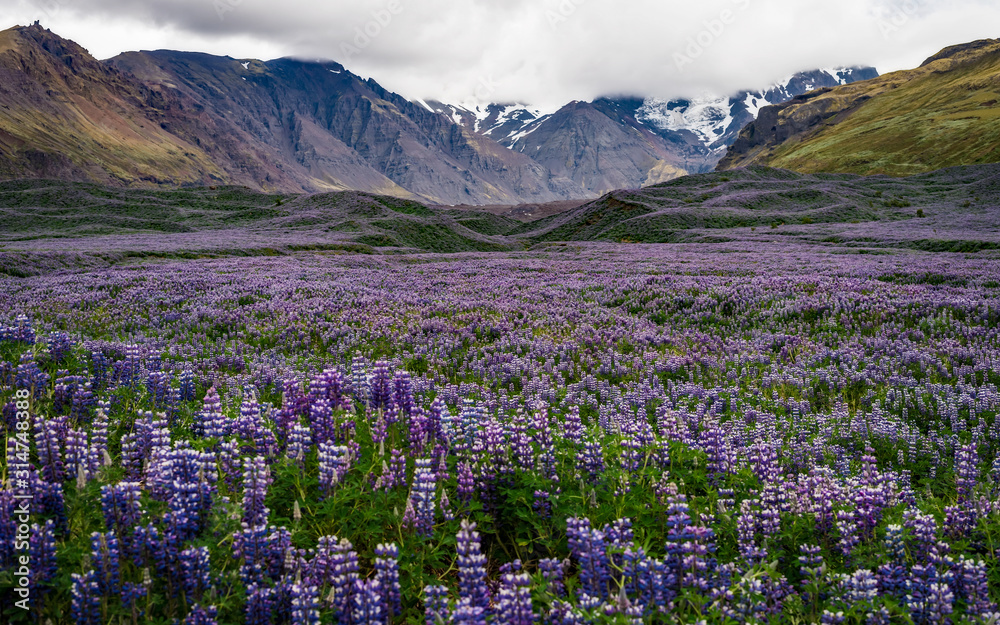 Fototapeta premium Iceland - Waves of Purple Nootka Growing Wild