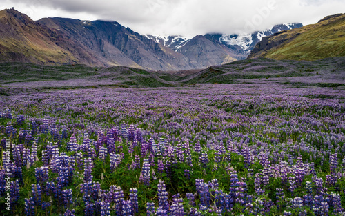 Iceland - Waves of Purple Nootka Growing Wild