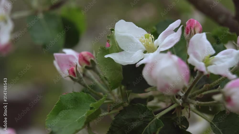 Macro videography of apple blossom.