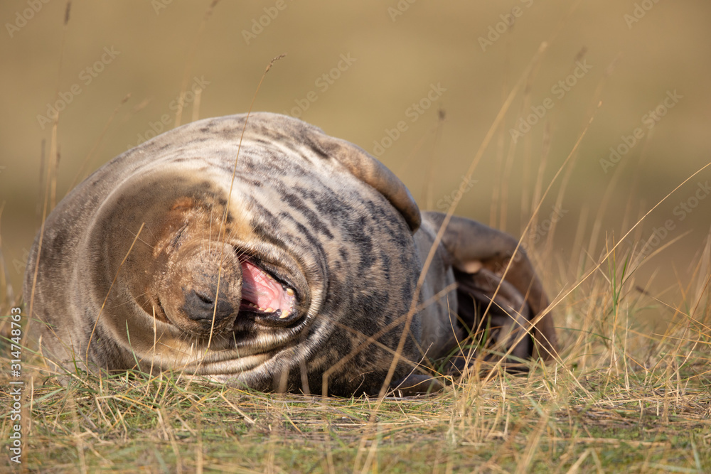 Grey seal in grass