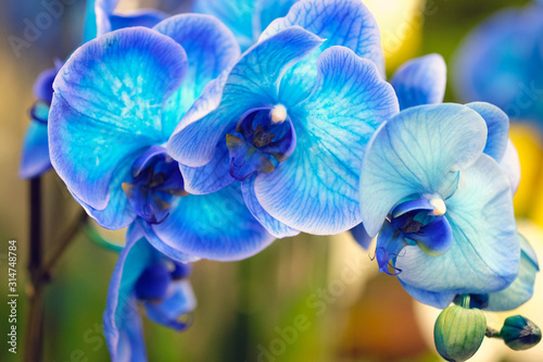 Blue flowers closeup. Orchid Phalaenopsis is a genus of flowering herbaceous plants from the Orchid family. Blossoming branch of blue orchid flower