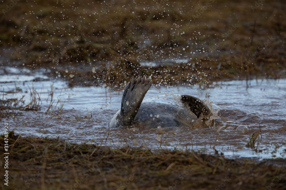 Fototapeta premium Grey seals in the sea 