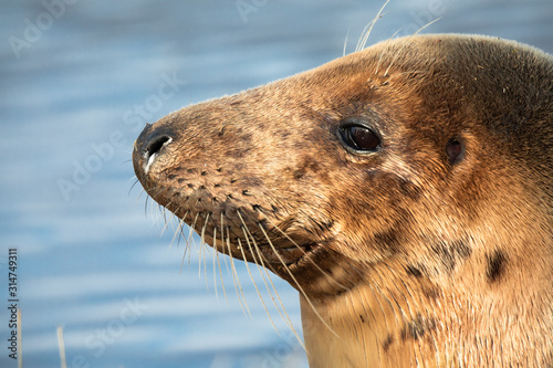 Grey seal face closeup with water