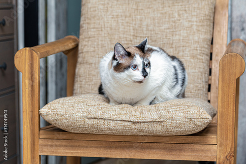 Canvas-taulu A cat half-breed of snow-shoe sits in a chair in the apartment and looks up to t