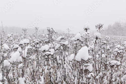 Winter landscape and snowfall in the forest. Grass in the snow.