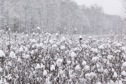 Winter landscape and snowfall in the forest. Grass in the snow.