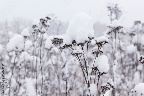 Winter landscape and snowfall in the forest. Grass in the snow.