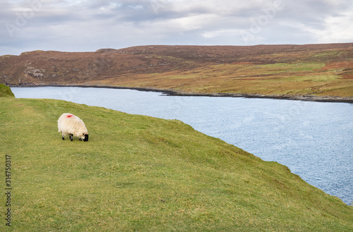 Sheep Grazing above Tulm Bay, Isle of Sky, Scotland photo