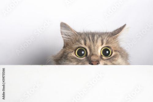 surprised, curious cat look out from under the table isolated on white