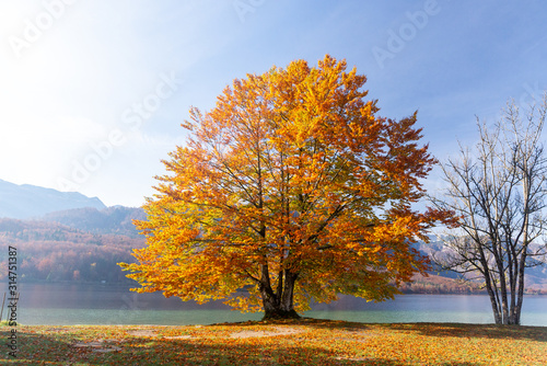 Big tree by Bohinj Lake in autumn, Slovenia