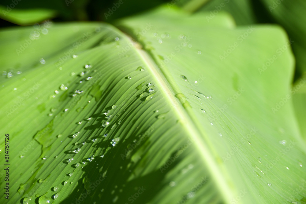 water drops on green leaf water drops on green leaf