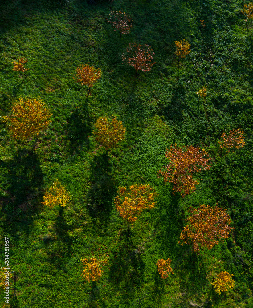 Chestnut Plantation, Soba Valley, Valles Pasiegos, Alto Ason, Cantabria, Spain, Europe Chestnut Plantation, Soba Valley, Valles Pasiegos, Alto Ason, Cantabria, Spain, Europe