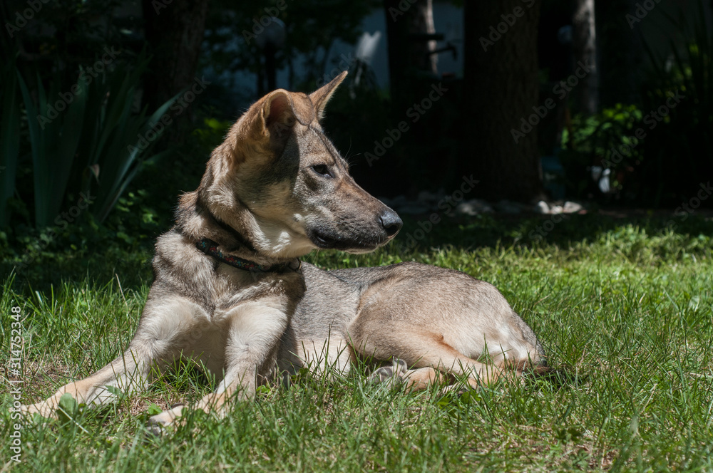 Naklejka premium Mongrel stray dog lying on green grass meadow