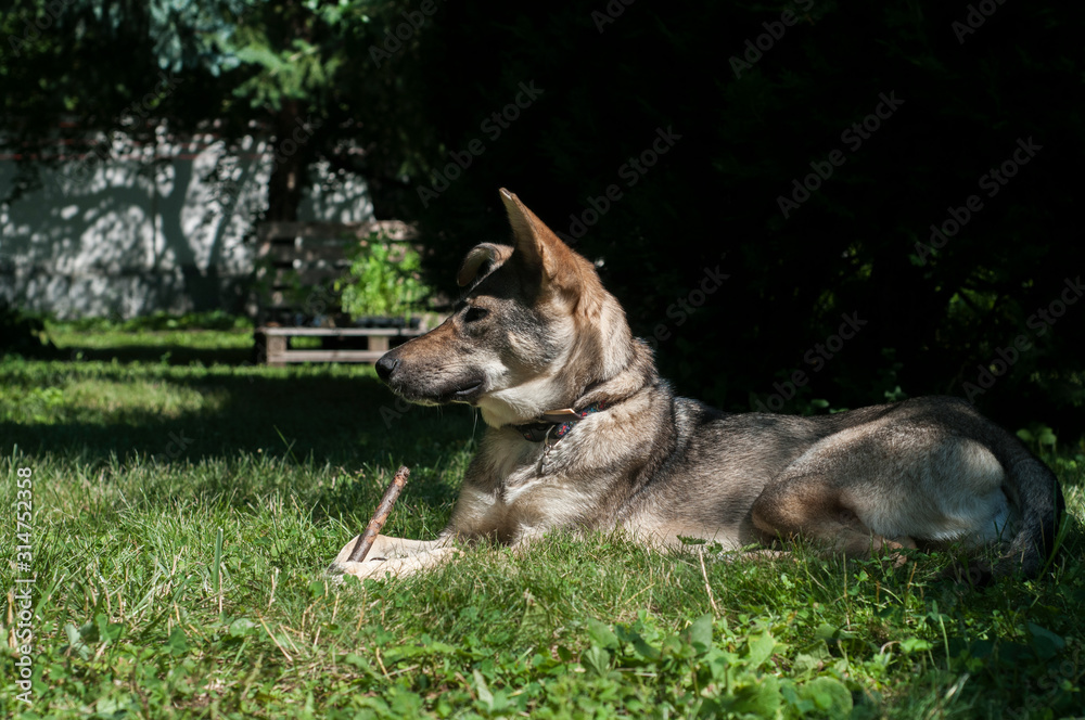 Mongrel stray dog lying on green grass meadow