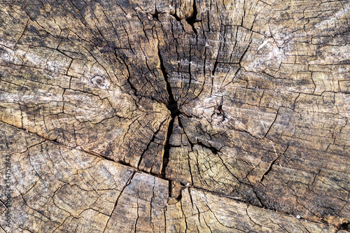 Old Weathered Cracked Cut Wood Texture © bojanzivkovic